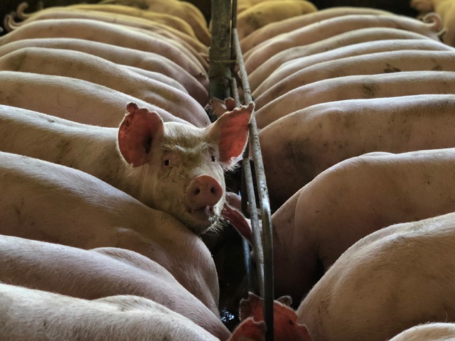 bilden visar ett gäng med grisar på en grisfarm där en gris tittar upp mot kameran